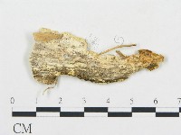 登錄號:F0017637藏品圖，第4張