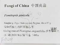 松生擬層孔菌藏品圖，第2張