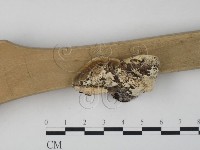 栓菌屬藏品圖，第3張