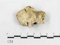 登錄號:F0017642藏品圖，第1張