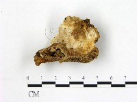 登錄號:F0017643藏品圖，第1張