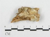 登錄號:F0017644藏品圖，第1張