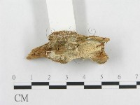 登錄號:F0017644藏品圖，第4張