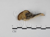 栓菌屬藏品圖，第1張
