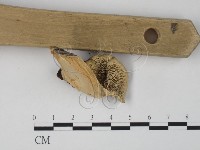 栓菌屬藏品圖，第3張