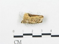 登錄號:F0017647藏品圖，第1張