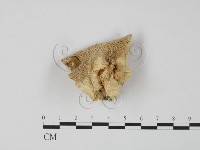 偏腫栓菌藏品圖，第3張