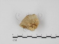 偏腫栓菌藏品圖，第4張