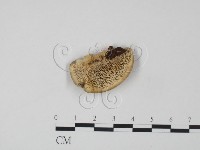 登錄號:F0017649藏品圖，第1張