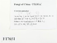 登錄號:F0017651藏品圖，第2張