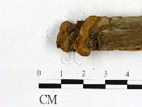 登錄號:F0017652藏品圖，第3張