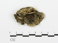 煙管菌藏品圖，第1張