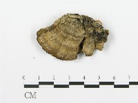 煙管菌藏品圖，第4張