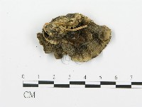 煙管菌藏品圖，第5張