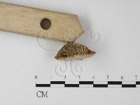 登錄號:F0017655藏品圖，第4張
