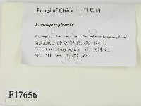 松生擬層孔菌藏品圖，第2張