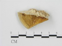 松生擬層孔菌藏品圖，第4張