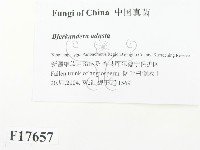 煙管菌藏品圖，第2張