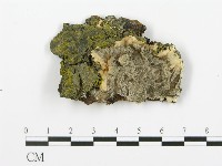 煙管菌藏品圖，第1張