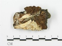 煙管菌藏品圖，第4張
