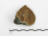登錄號:F0017660藏品圖，第4張