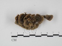 登錄號:F0017661藏品圖，第1張