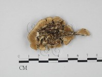 登錄號:F0017661藏品圖，第3張