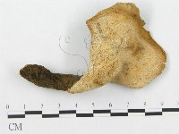 登錄號:F0017663藏品圖，第1張