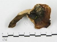 登錄號:F0017663藏品圖，第4張
