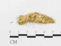 登錄號:F0017664藏品圖，第4張