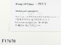 登錄號:F0017670藏品圖，第2張