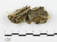 登錄號:F0017671藏品圖，第1張
