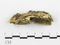 登錄號:F0017671藏品圖，第4張
