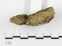 登錄號:F0017671藏品圖，第6張
