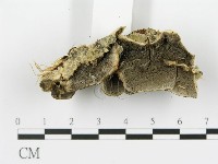 登錄號:F0017671藏品圖，第7張