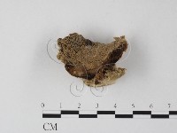 登錄號:F0017672藏品圖，第1張