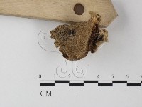 登錄號:F0017672藏品圖，第4張