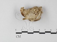 登錄號:F0017672藏品圖，第5張