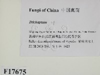 附毛菌屬藏品圖，第2張