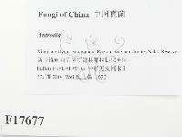 薄孔菌屬藏品圖，第2張