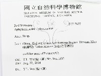 薄孔菌屬藏品圖，第3張