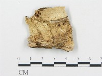 薄孔菌屬藏品圖，第4張