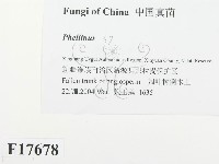 木層孔菌屬藏品圖，第2張