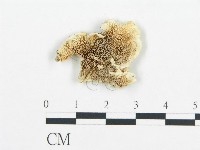 登錄號:F0017679藏品圖，第1張