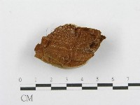 登錄號:F0017681藏品圖，第4張