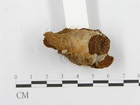 登錄號:F0017681藏品圖，第5張