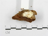 登錄號:F0017681藏品圖，第6張