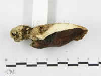 登錄號:F0017682藏品圖，第5張