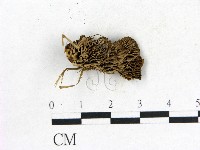 登錄號:F0017683藏品圖，第1張
