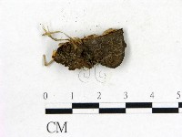 登錄號:F0017683藏品圖，第3張
